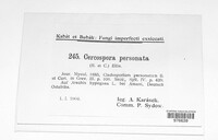 Nothopassalora personata image